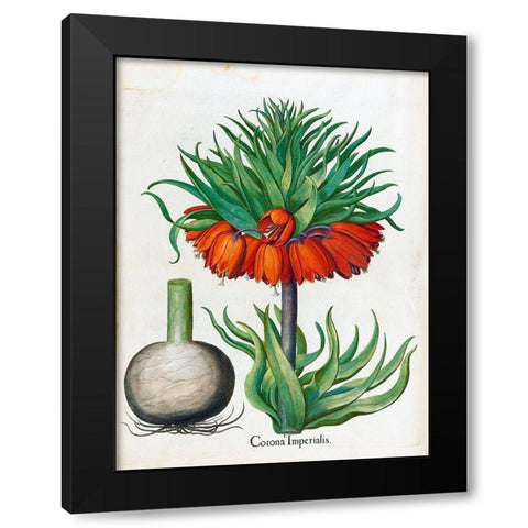 Corona Imperialis Black Modern Wood Framed Art Print with Double Matting by Besler, Basilius