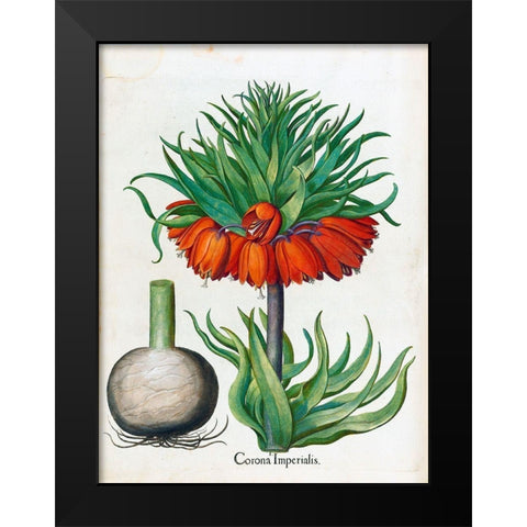 Corona Imperialis Black Modern Wood Framed Art Print by Besler, Basilius
