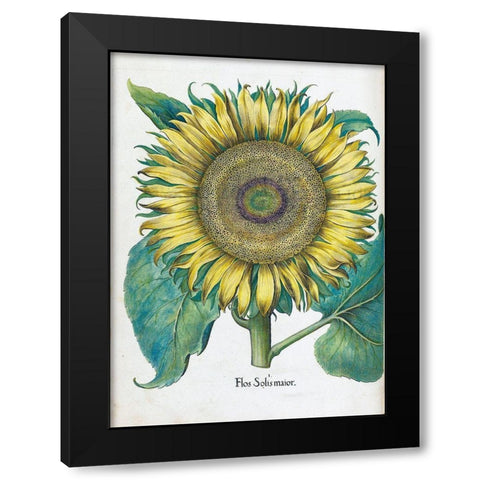 Sunflower Black Modern Wood Framed Art Print with Double Matting by Besler, Basilius