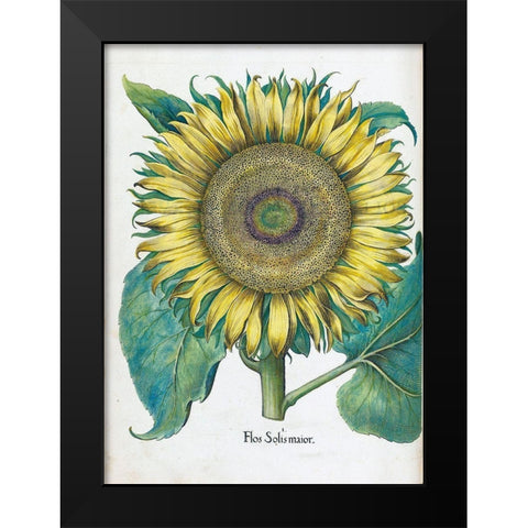 Sunflower Black Modern Wood Framed Art Print by Besler, Basilius