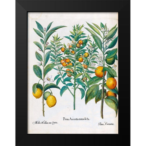Orange, Lemons Black Modern Wood Framed Art Print by Besler, Basilius