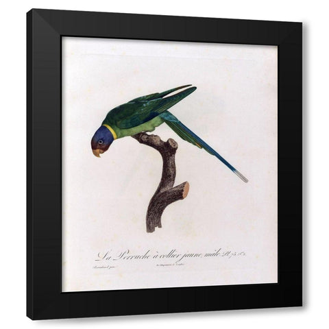 La Perruche a collier Jaune, male Black Modern Wood Framed Art Print by Barraband, Jacques