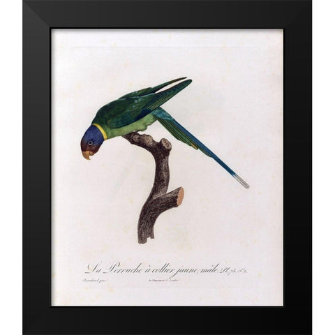 La Perruche a collier Jaune, male Black Modern Wood Framed Art Print by Barraband, Jacques