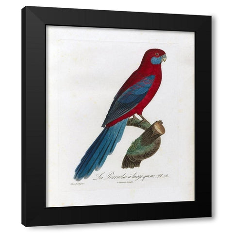 La Perruche a large queue Black Modern Wood Framed Art Print by Barraband, Jacques
