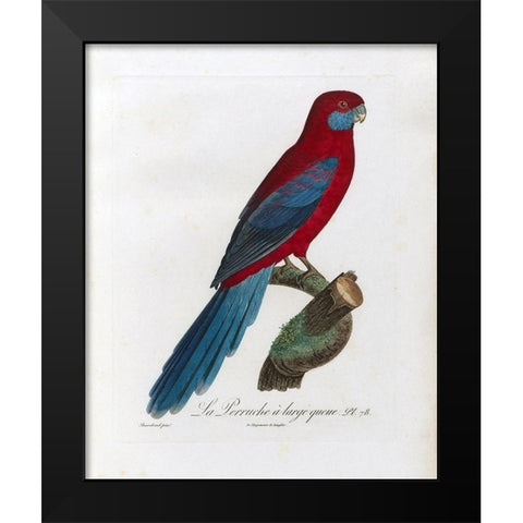 La Perruche a large queue Black Modern Wood Framed Art Print by Barraband, Jacques