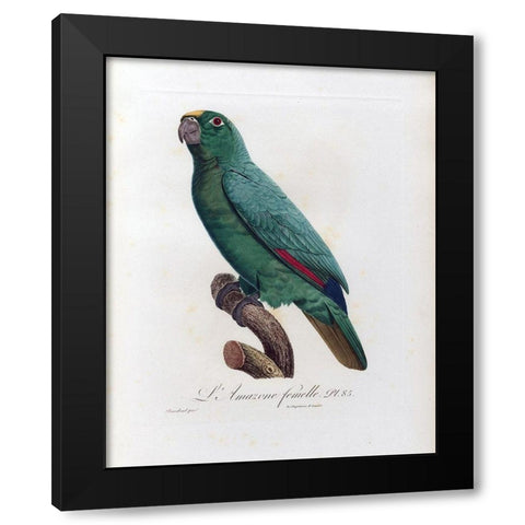 L Amazone Femelle Black Modern Wood Framed Art Print with Double Matting by Barraband, Jacques