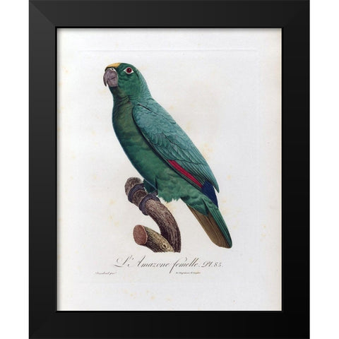 L Amazone Femelle Black Modern Wood Framed Art Print by Barraband, Jacques