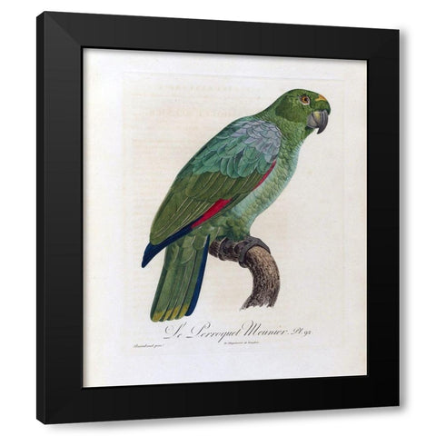 Le Perroquet Meunier Black Modern Wood Framed Art Print with Double Matting by Barraband, Jacques