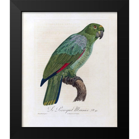 Le Perroquet Meunier Black Modern Wood Framed Art Print by Barraband, Jacques