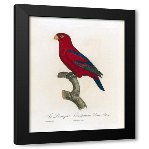 Le Perroquet Lori, a queue bleu Black Modern Wood Framed Art Print by Barraband, Jacques