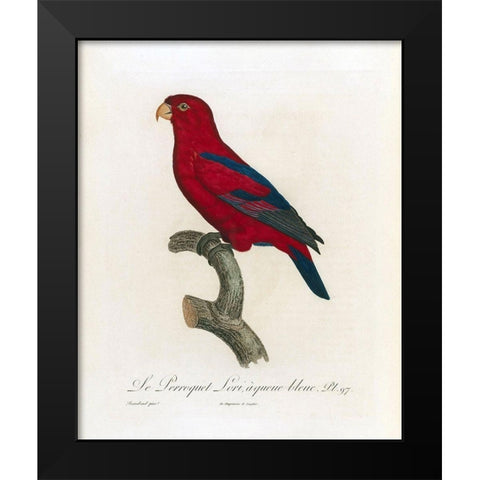 Le Perroquet Lori, a queue bleu Black Modern Wood Framed Art Print by Barraband, Jacques