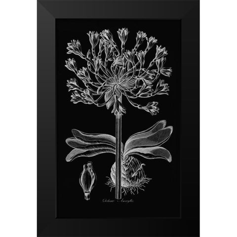 Delicate Amarylis Black Modern Wood Framed Art Print by Hill, John