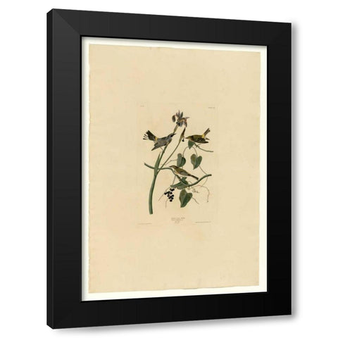 Yellow Cream Warbler Black Modern Wood Framed Art Print by Audubon, John James