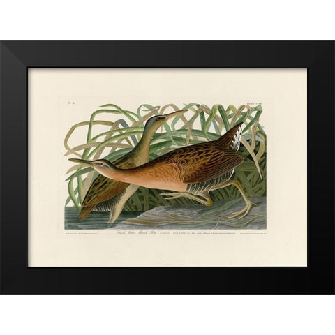 Fresh Water Marsh Hen Black Modern Wood Framed Art Print by Audubon, John James