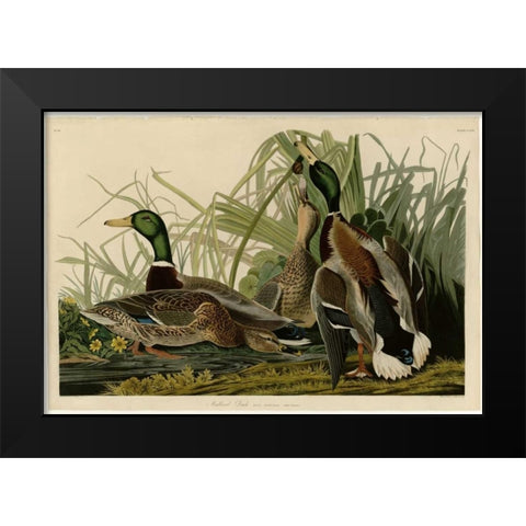 Mallard Duck Black Modern Wood Framed Art Print by Audubon, John James