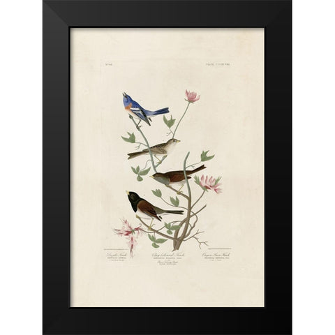 Finches Black Modern Wood Framed Art Print by Audubon, John James