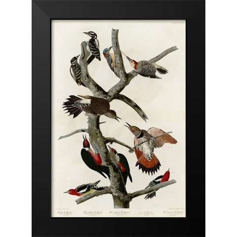 Woodpeckers Black Modern Wood Framed Art Print by Audubon, John James