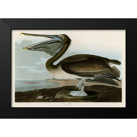 Brown Pelican Black Modern Wood Framed Art Print by Audubon, John James
