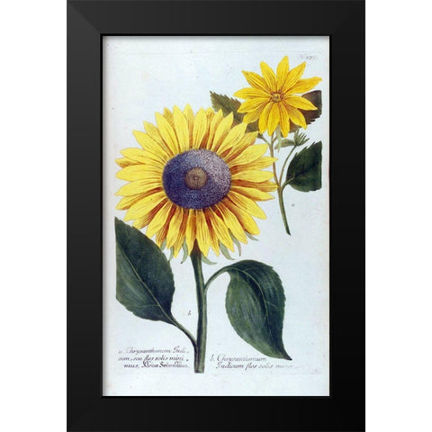 Sunflower Flor Solis Mini Black Modern Wood Framed Art Print by Weinmann, Jacob