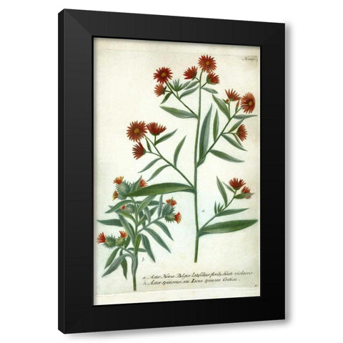 Aster, Plate 189 Black Modern Wood Framed Art Print by Weinmann, Johann W.