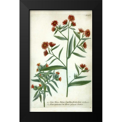 Aster, Plate 189 Black Modern Wood Framed Art Print by Weinmann, Johann W.