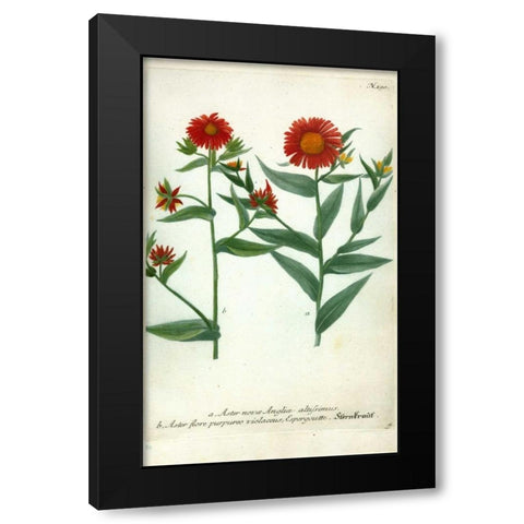 Aster, Plate 190 Black Modern Wood Framed Art Print by Weinmann, Johann W.