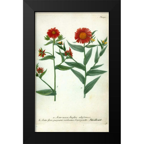 Aster, Plate 190 Black Modern Wood Framed Art Print by Weinmann, Johann W.