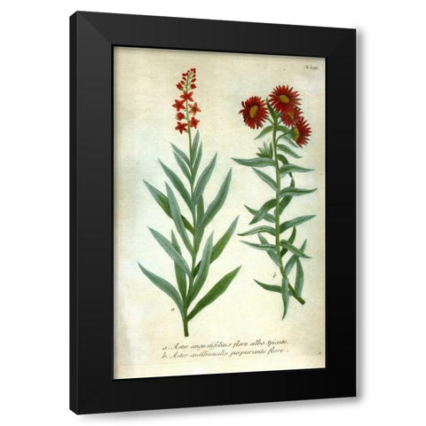 Aster, Plate 195 Black Modern Wood Framed Art Print by Weinmann, Johann W.