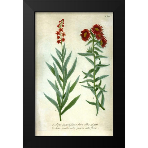 Aster, Plate 195 Black Modern Wood Framed Art Print by Weinmann, Johann W.