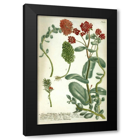 Sedum, Plate 967 Black Modern Wood Framed Art Print by Weinmann, Johann W.