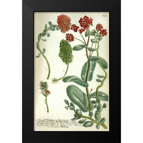 Sedum, Plate 967 Black Modern Wood Framed Art Print by Weinmann, Johann W.