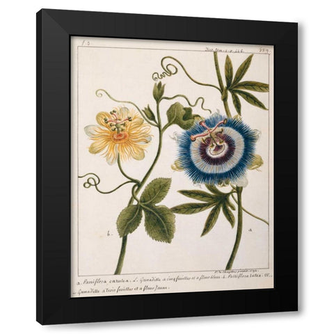 Passiflora Caerulea Black Modern Wood Framed Art Print by Chazelles, Laurent