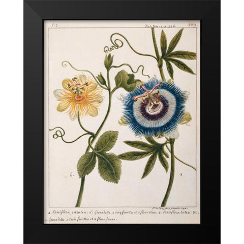Passiflora Caerulea Black Modern Wood Framed Art Print by Chazelles, Laurent