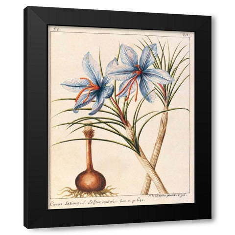 Crocus Sativius Black Modern Wood Framed Art Print by De Chazelles, Laurent