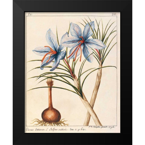 Crocus Sativius Black Modern Wood Framed Art Print by De Chazelles, Laurent