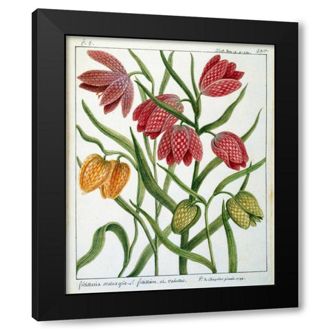 Fritillaria Meleagris Black Modern Wood Framed Art Print by De Chazelles, Laurent