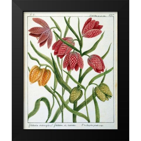 Fritillaria Meleagris Black Modern Wood Framed Art Print by De Chazelles, Laurent