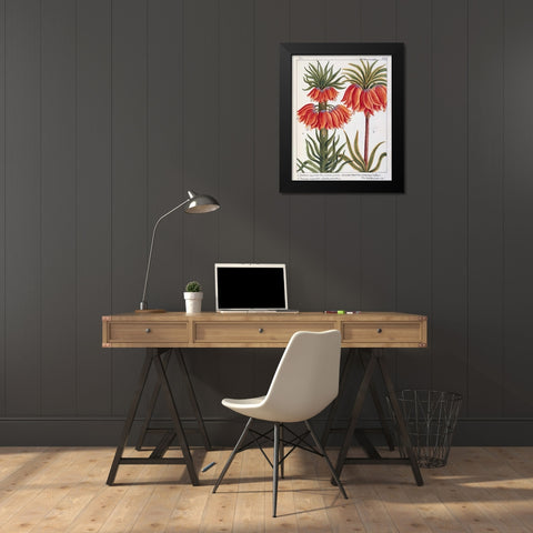 Fritillaria Imperialis Black Modern Wood Framed Art Print by De Chazelles, Laurent