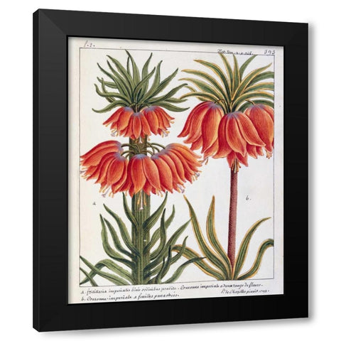 Fritillaria Imperialis Black Modern Wood Framed Art Print by De Chazelles, Laurent