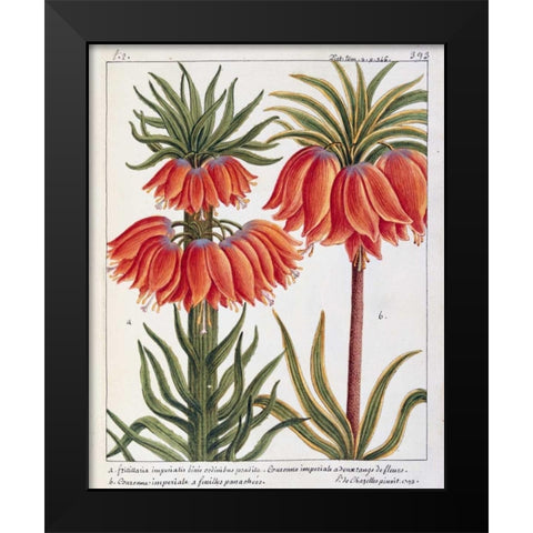 Fritillaria Imperialis Black Modern Wood Framed Art Print by De Chazelles, Laurent