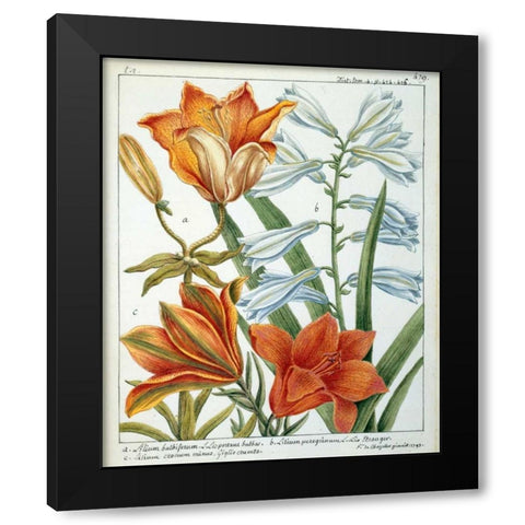 Lilium Bulbiferum Black Modern Wood Framed Art Print by De Chazelles, Laurent