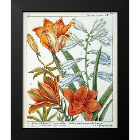 Lilium Bulbiferum Black Modern Wood Framed Art Print by De Chazelles, Laurent