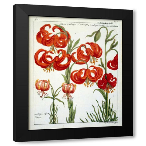 Lilium Martagon Black Modern Wood Framed Art Print by De Chazelles, Laurent