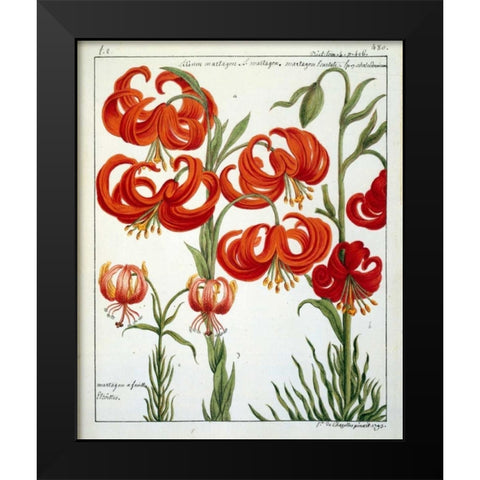 Lilium Martagon Black Modern Wood Framed Art Print by De Chazelles, Laurent