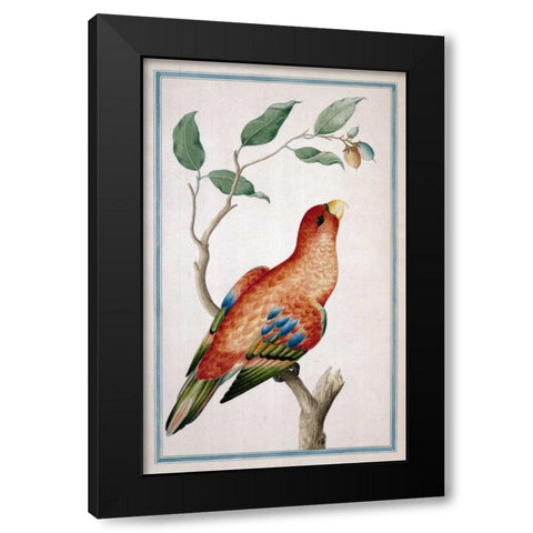 Lory, Right facing Black Modern Wood Framed Art Print by De Bevere, Pieter