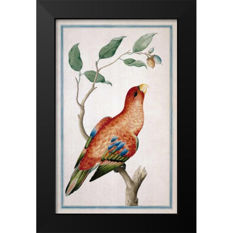 Lory, Right facing Black Modern Wood Framed Art Print by De Bevere, Pieter