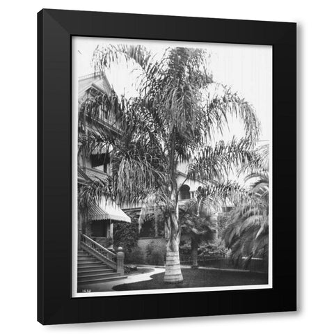 Palm, Cocos Plumosos, L.A., c 1910 Black Modern Wood Framed Art Print by Anonymous