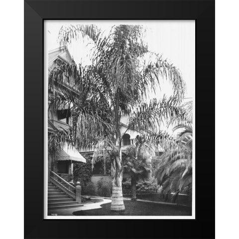 Palm, Cocos Plumosos, L.A., c 1910 Black Modern Wood Framed Art Print by Anonymous