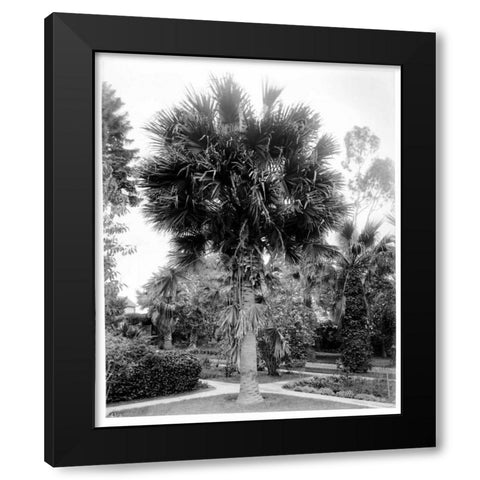 Palm. L.A. Park, c1910 Black Modern Wood Framed Art Print with Double Matting by Anonymous