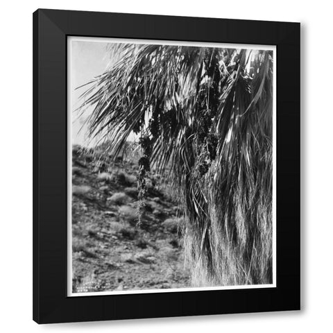 Fan Palm, Fruit, c 1910 Black Modern Wood Framed Art Print with Double Matting by Anonymous